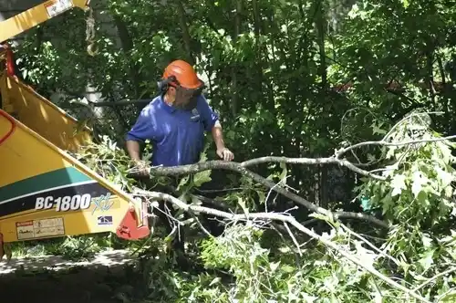 tree services Rockwell